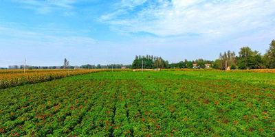 口水雞調味油批發(fā)