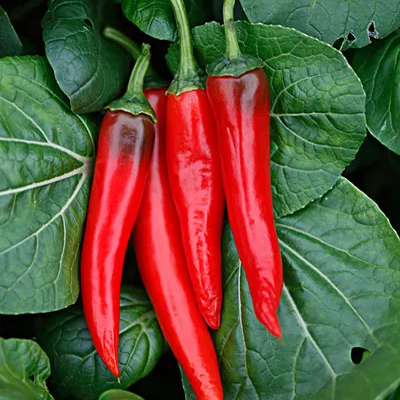 甜椒粉批發(fā)-青島大豐食品